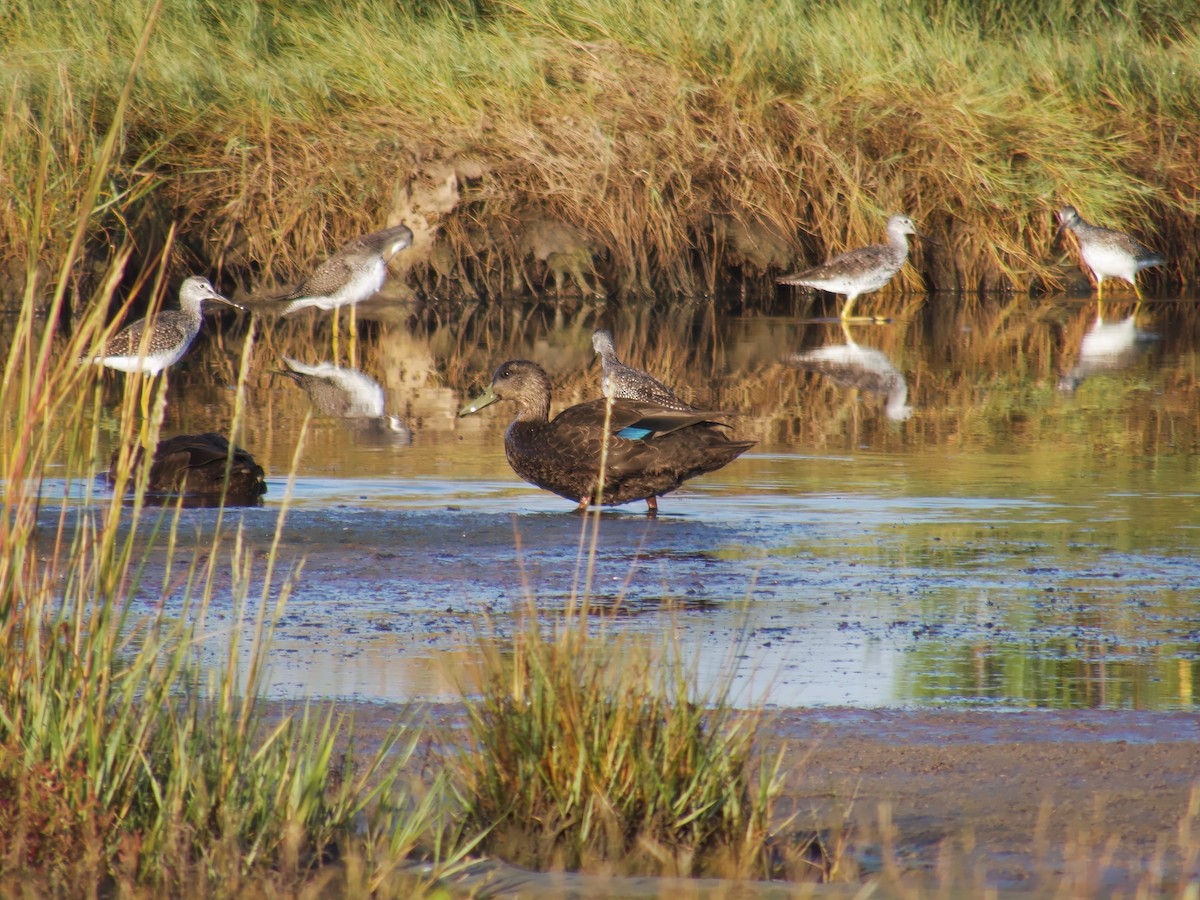 American Black Duck - ML641923525