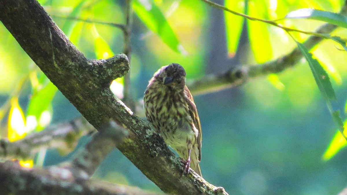 Purple Finch - ML641923607