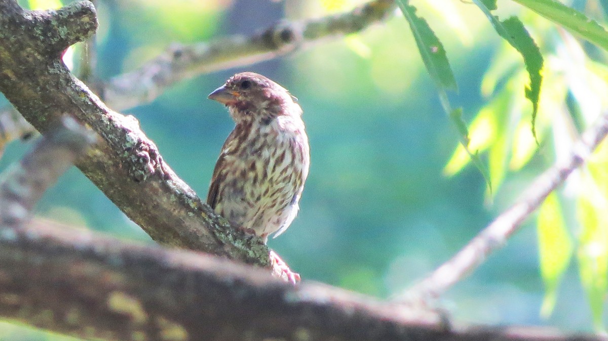 Purple Finch - ML641923608