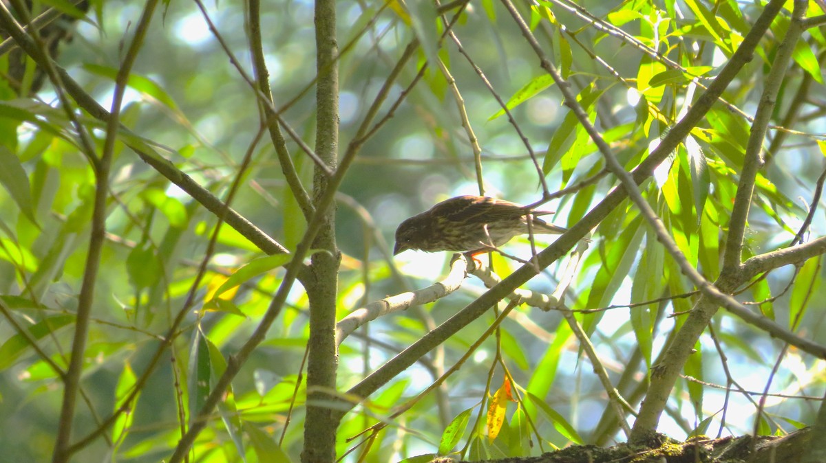 Purple Finch - ML641923609