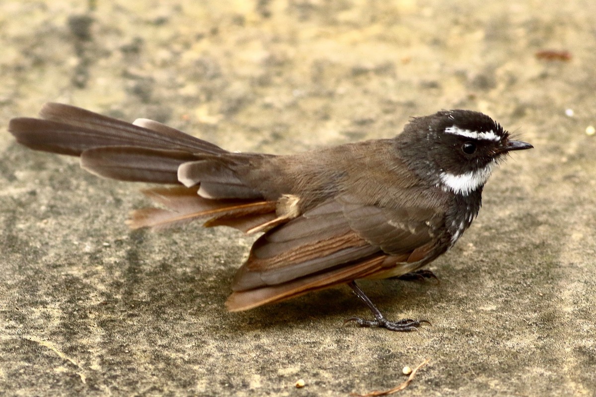Spot-breasted Fantail - ML641923627