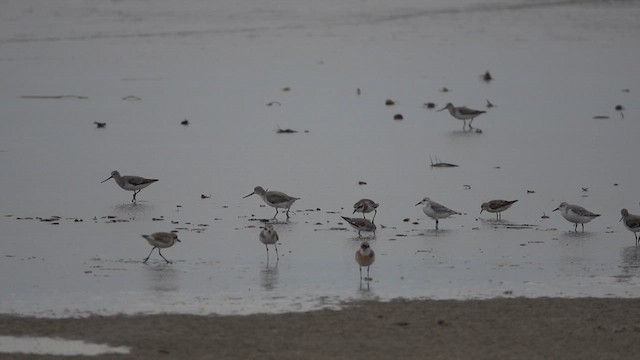 Terek Sandpiper - ML641923636