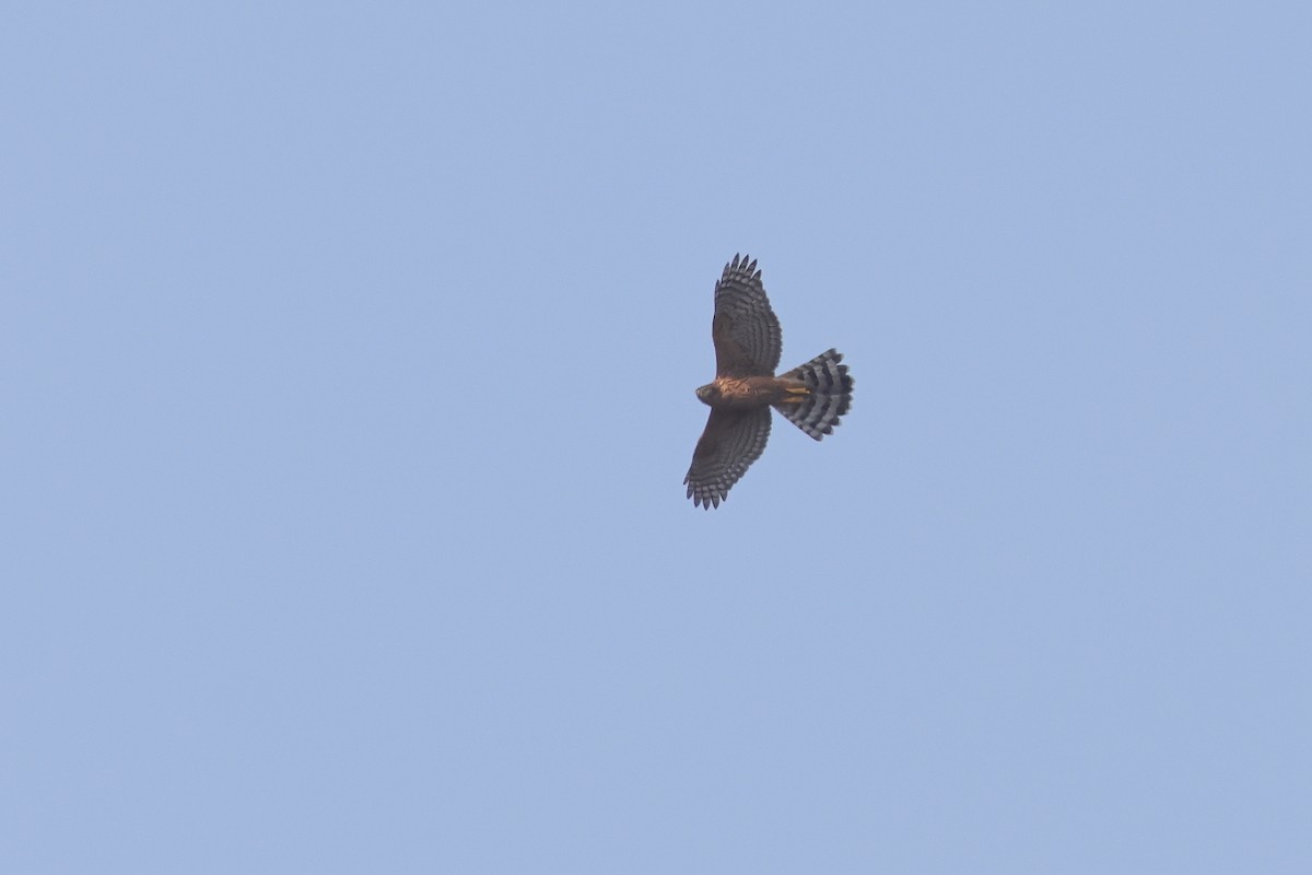 Eurasian Goshawk - ML641923637
