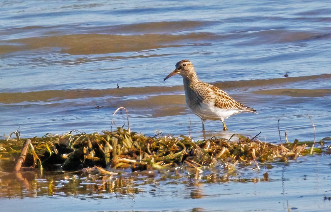 Pectoral Sandpiper - ML641923638
