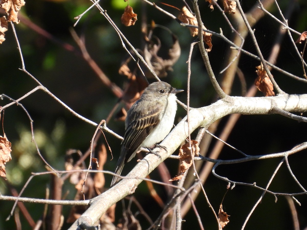 Eastern Phoebe - ML641923652