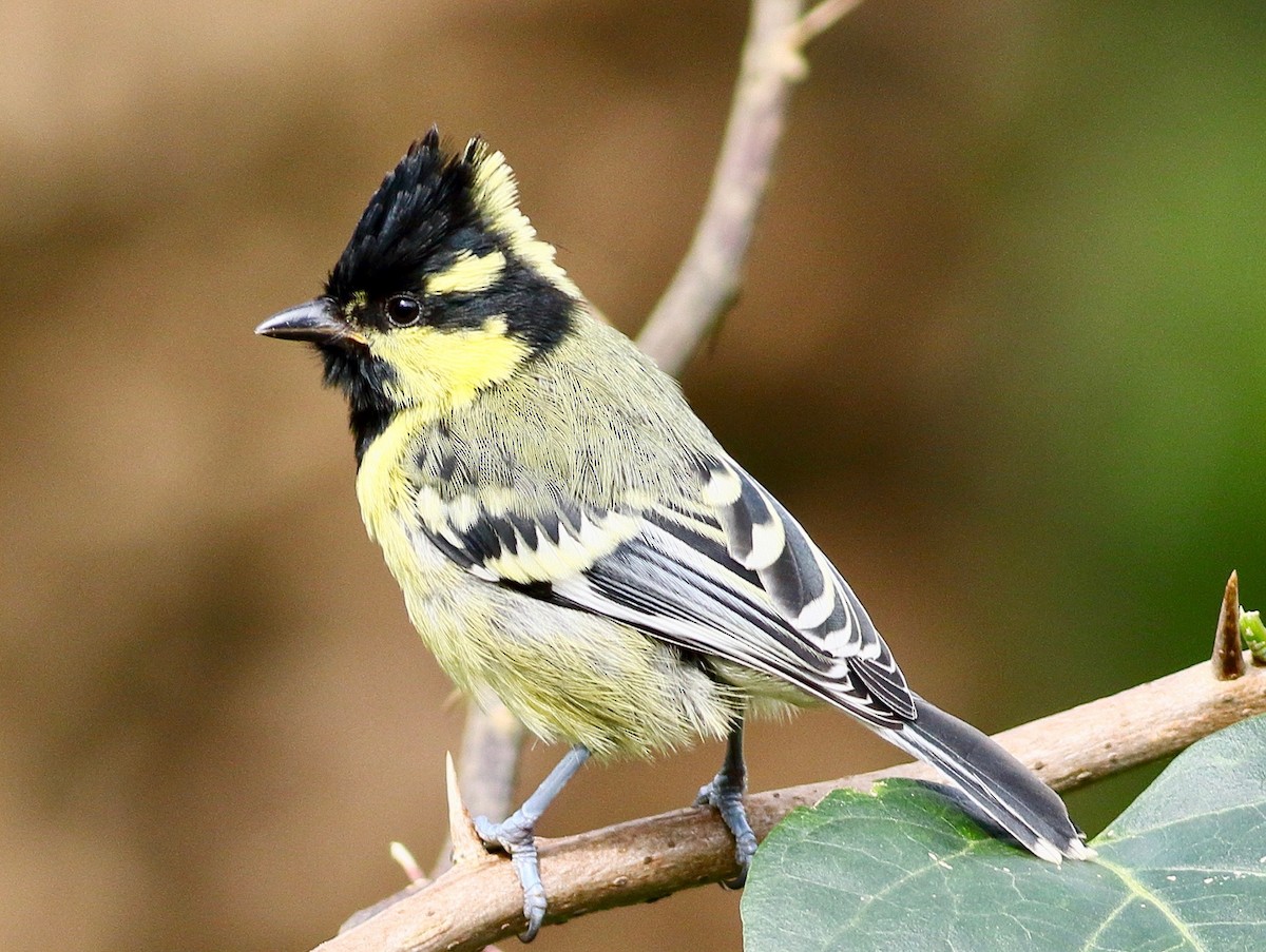 Indian Yellow Tit - ML641923660