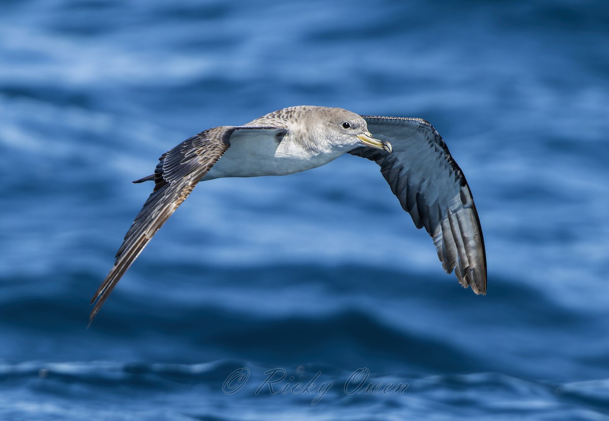 Scopoli's Shearwater - ML641923706