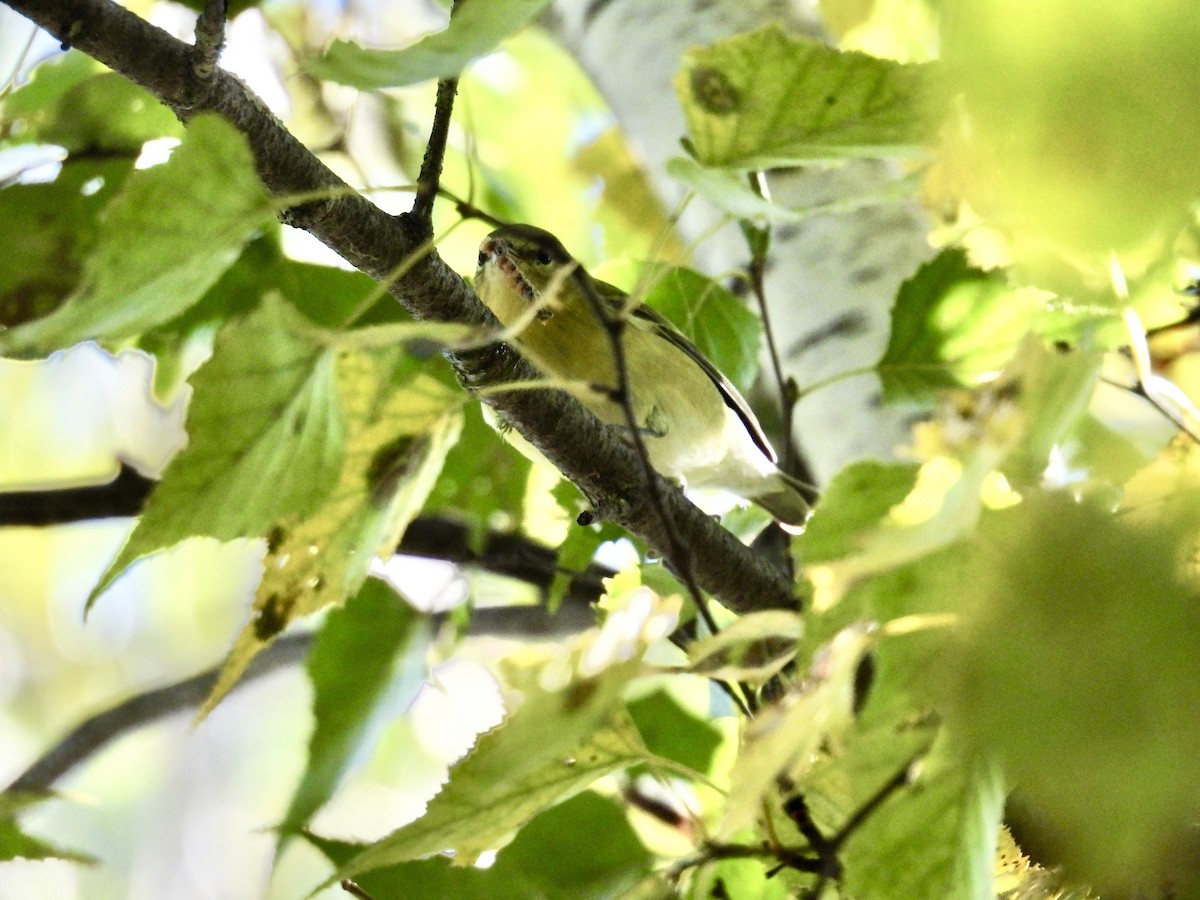 Tennessee Warbler - ML641923751