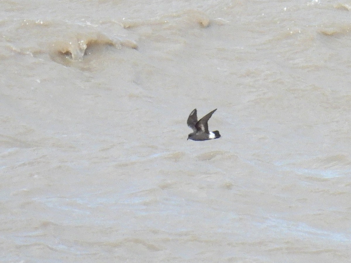 European Storm-Petrel - ML641923758