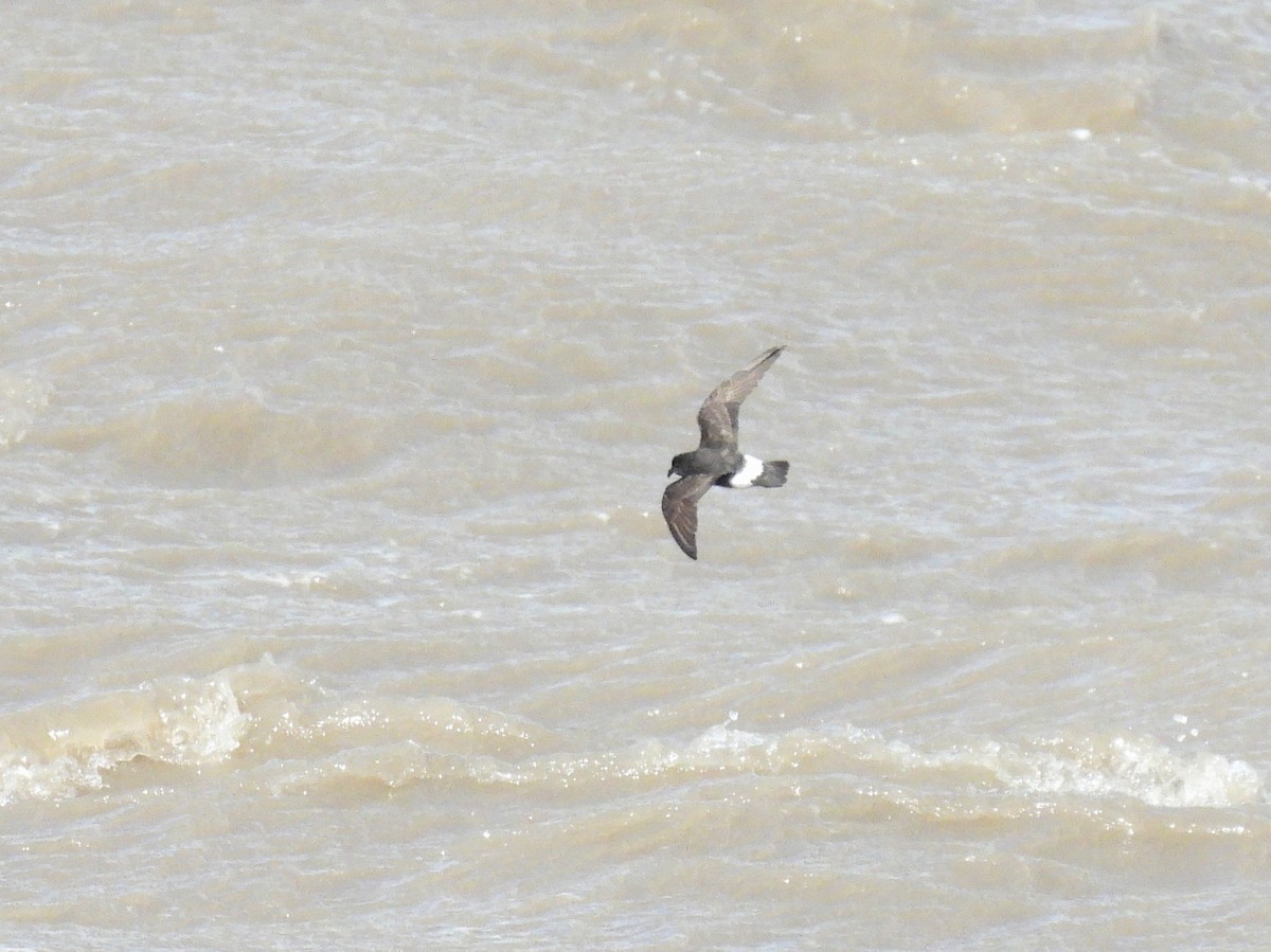 European Storm-Petrel - ML641923767