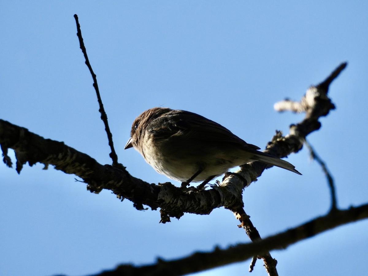 Indigo Bunting - ML641923798