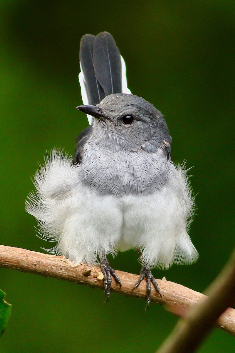 Oriental Magpie-Robin - ML641923806