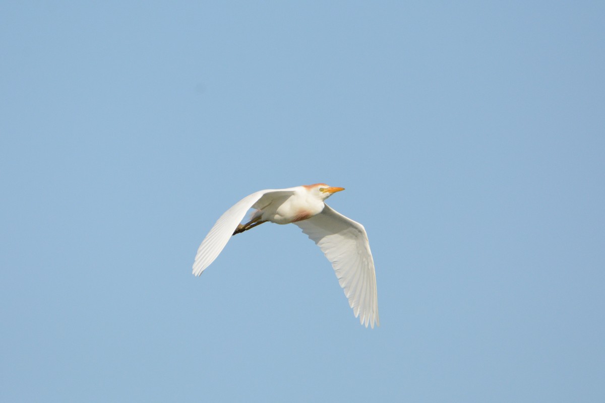 Western Cattle Egret - Taylor Abbott