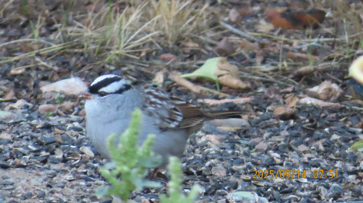 strnadec bělopásý (ssp. oriantha) - ML641923823