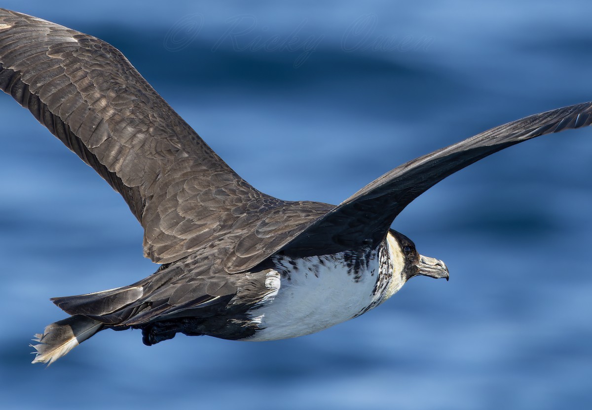 Pomarine Jaeger - ML641923833