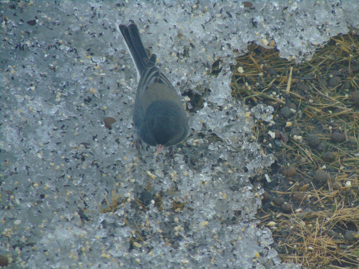 vinterjunko (cismontanus) - ML641923854