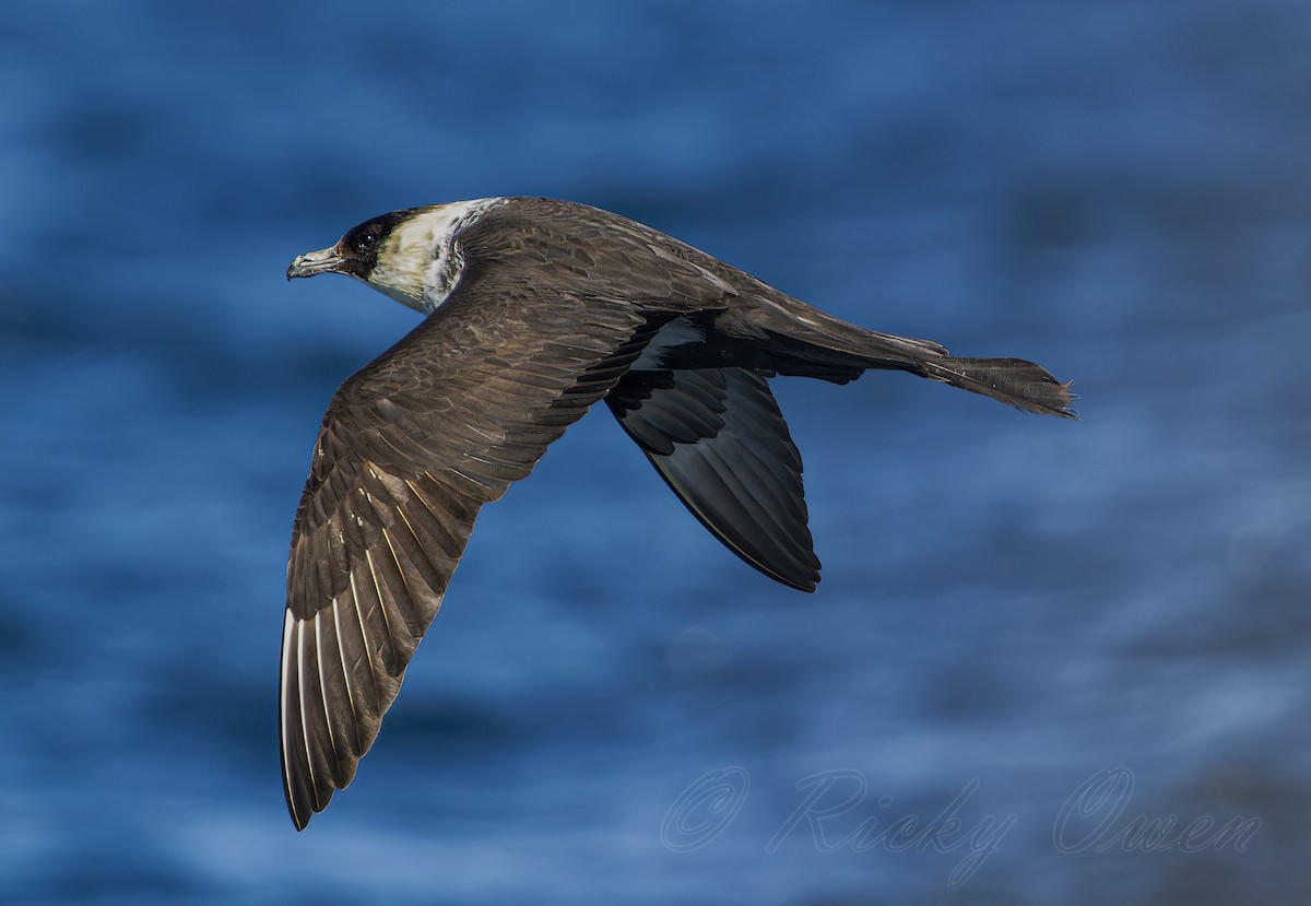 Pomarine Jaeger - ML641923855