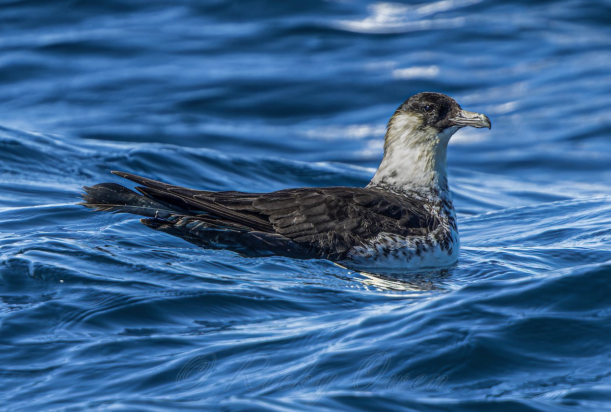 Pomarine Jaeger - ML641923917