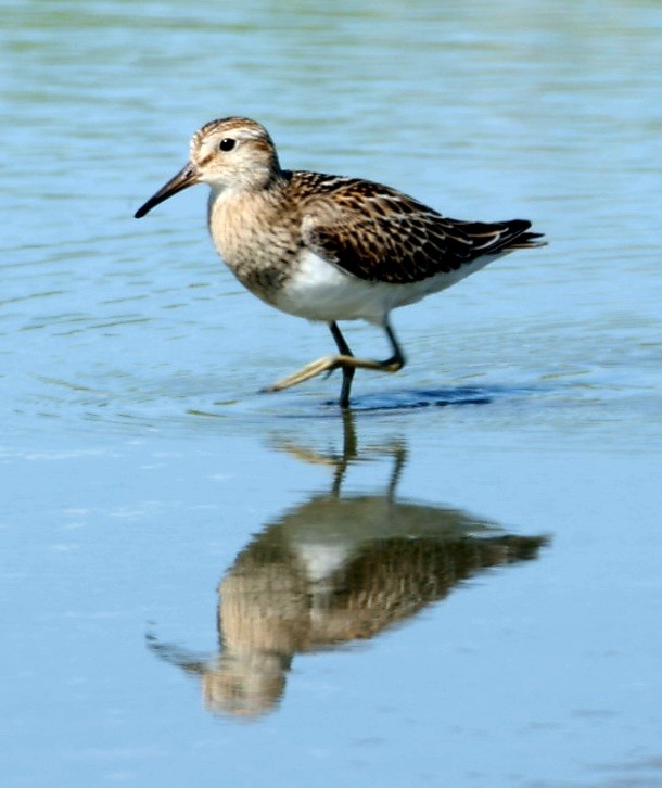 Pectoral Sandpiper - ML641923923