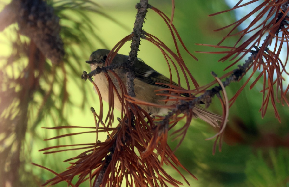 Ruby-crowned Kinglet - ML641923925