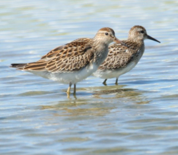 Pectoral Sandpiper - ML641923926