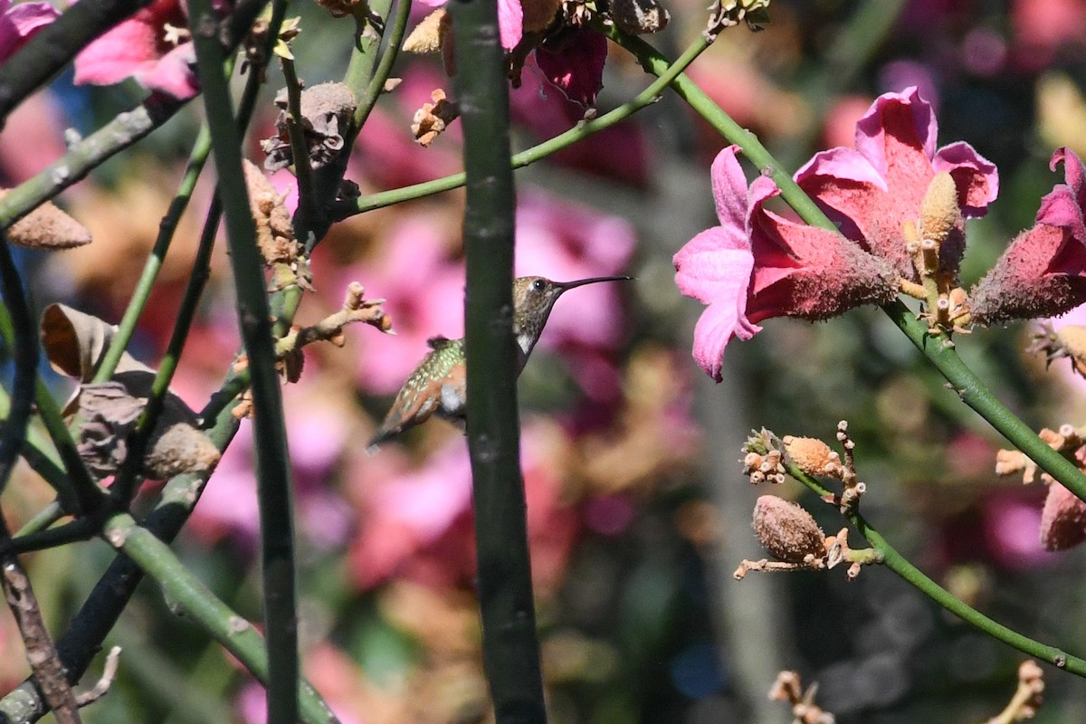 Allen's Hummingbird - ML641923936