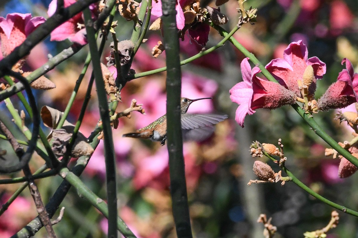 Allen's Hummingbird - ML641923937