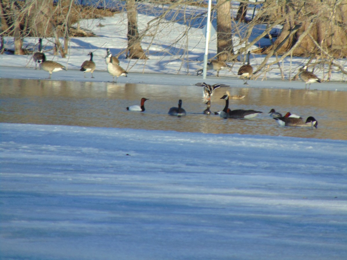 Canvasback - ML641923943