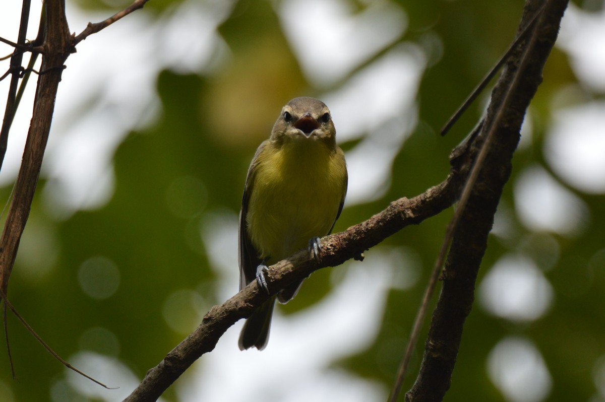Philadelphia Vireo - ML641923944