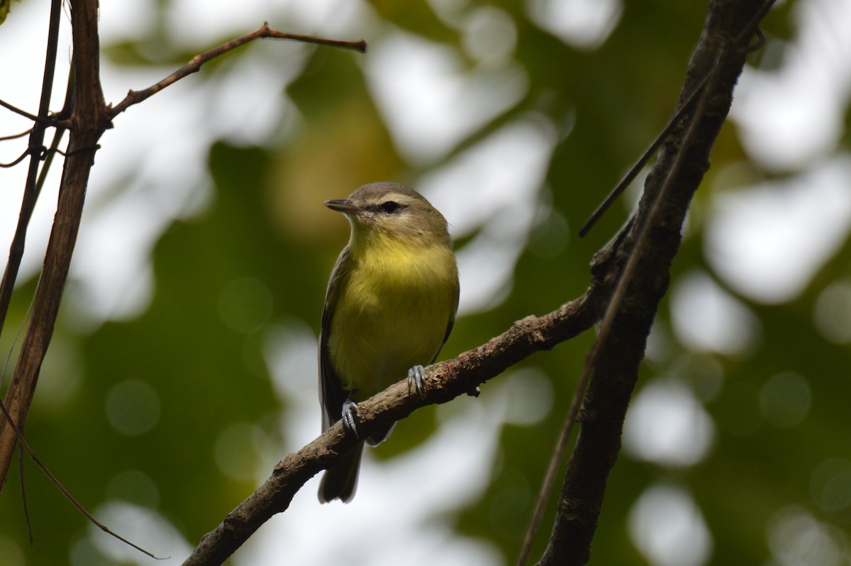 Philadelphia Vireo - ML641923945