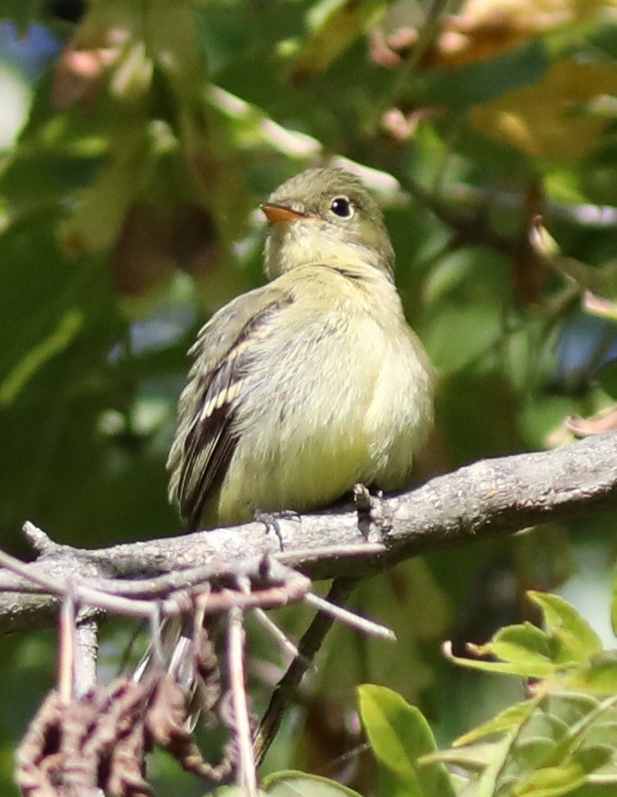 Yellow-bellied Flycatcher - ML641923958