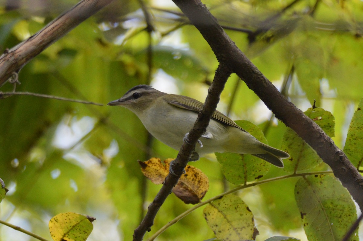 Red-eyed Vireo - ML641923961