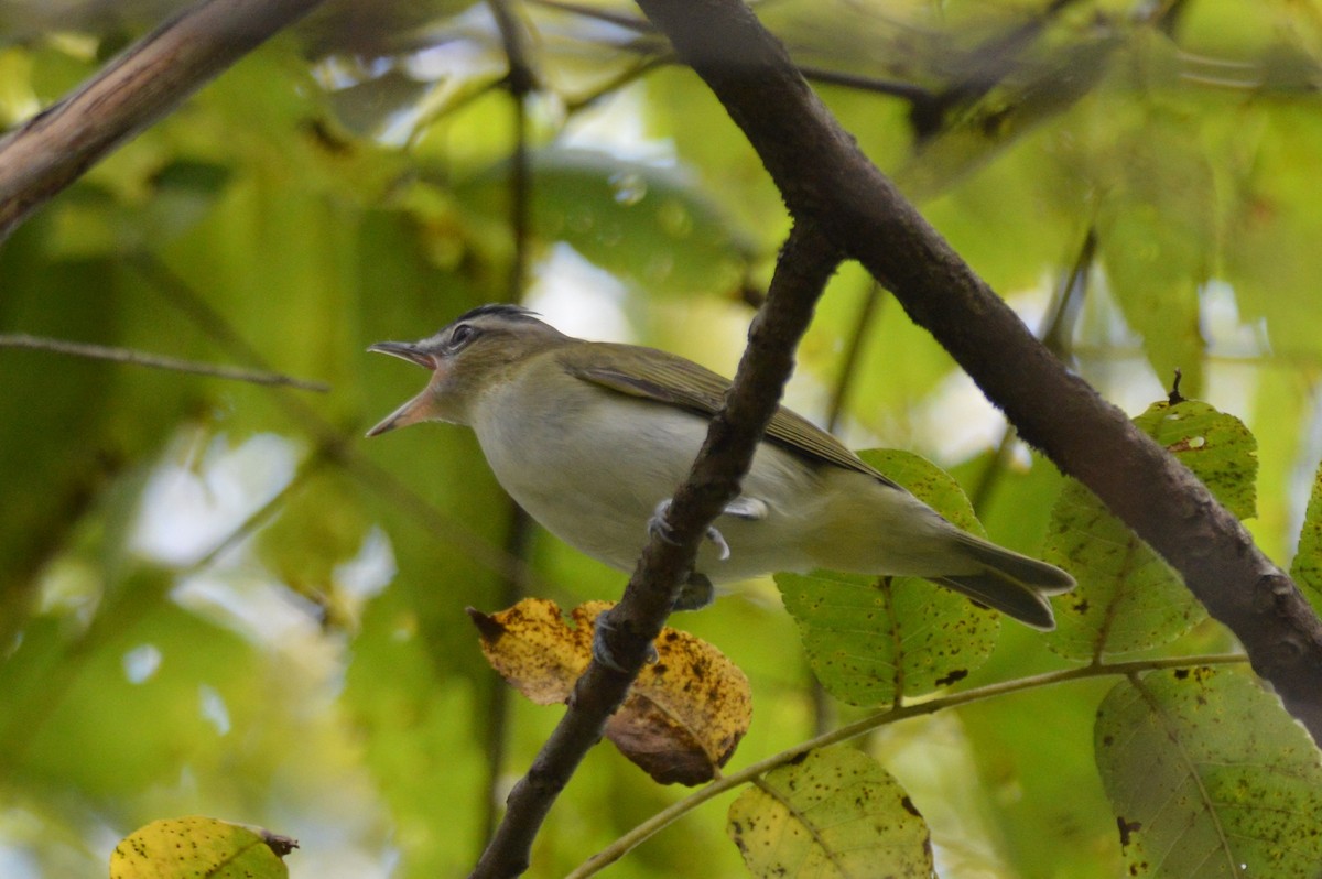 Red-eyed Vireo - ML641923962