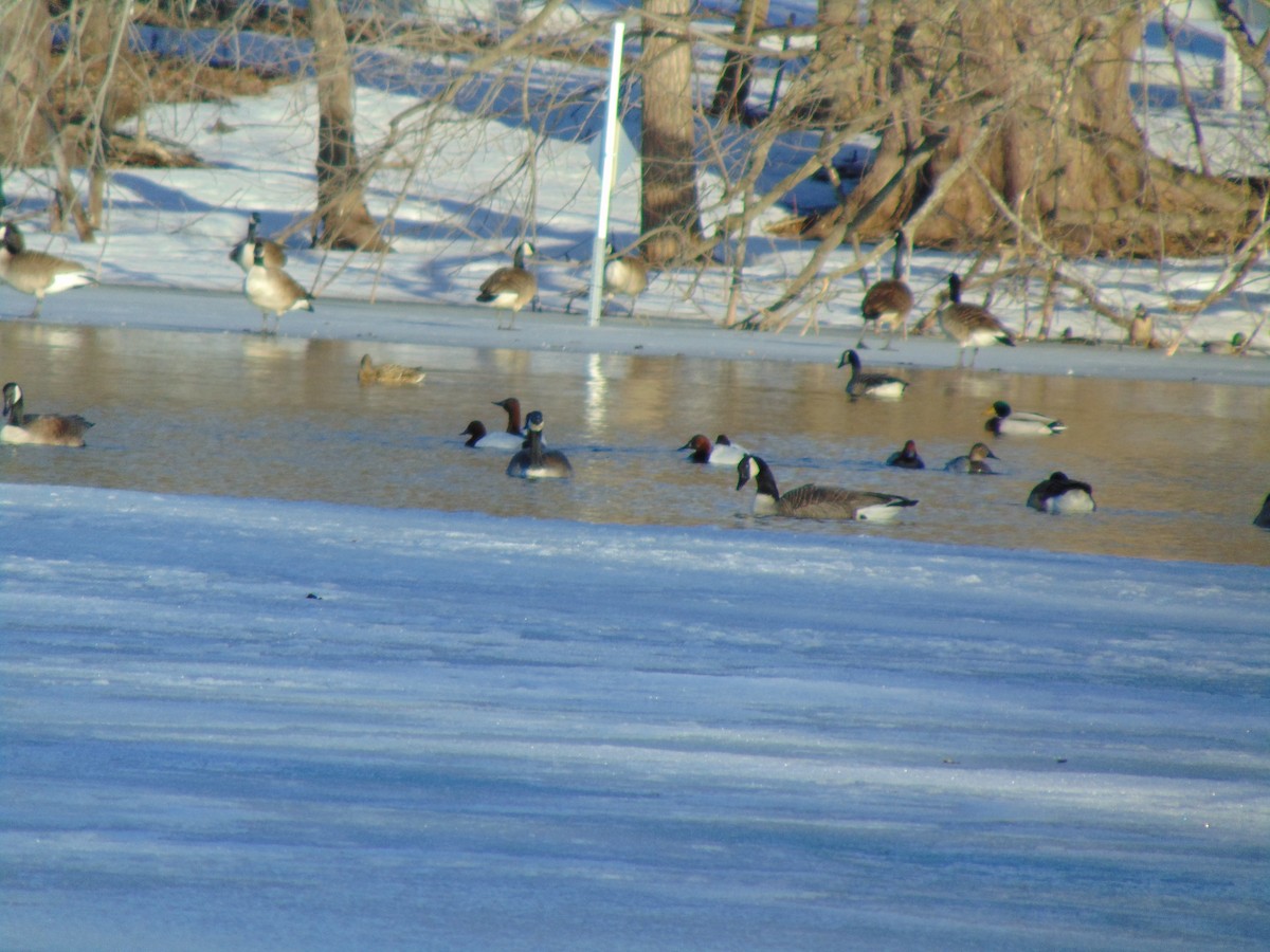 Canvasback - ML641923964