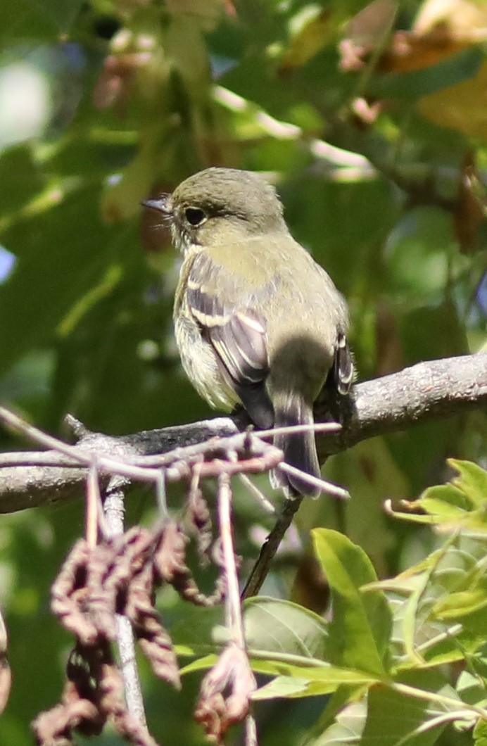 Yellow-bellied Flycatcher - ML641923967