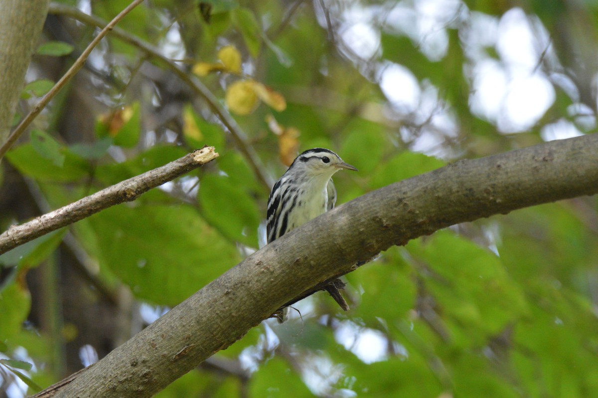 Black-and-white Warbler - ML641923969