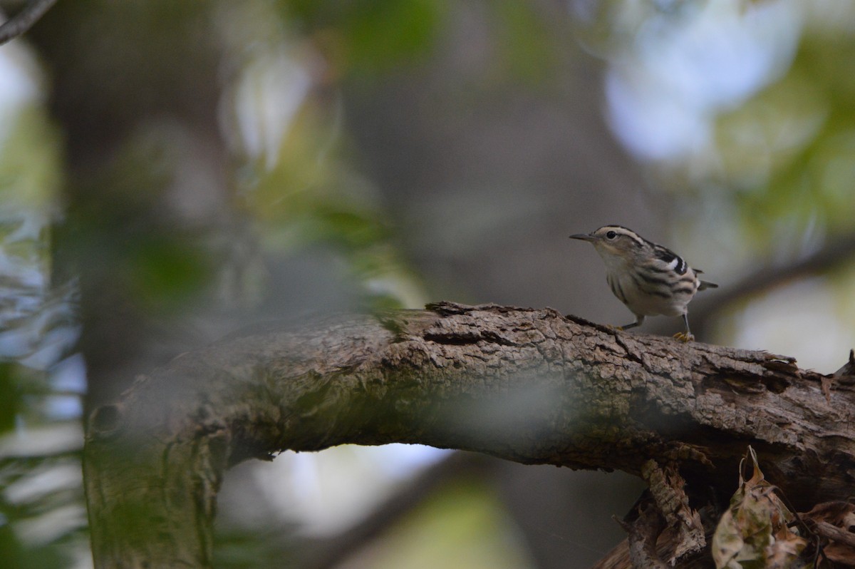 Black-and-white Warbler - ML641923970