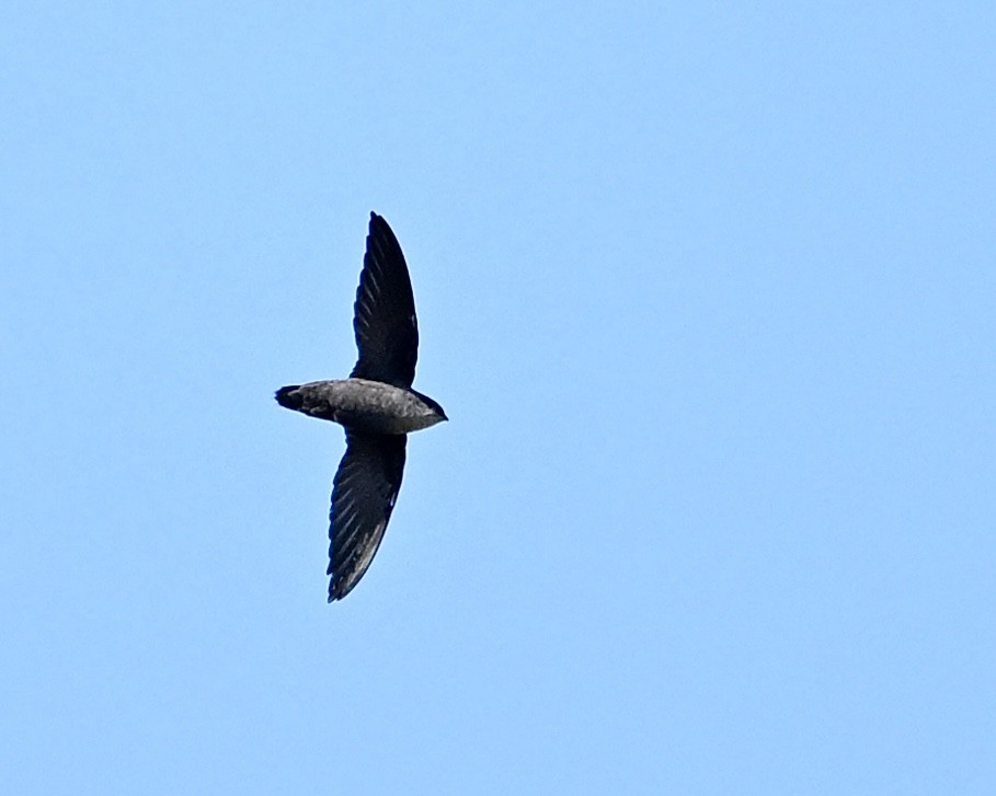 Chimney Swift - ML641923981