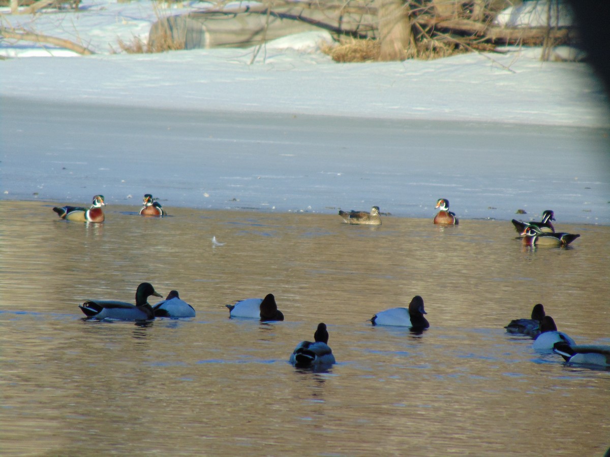 Canvasback - ML641924024