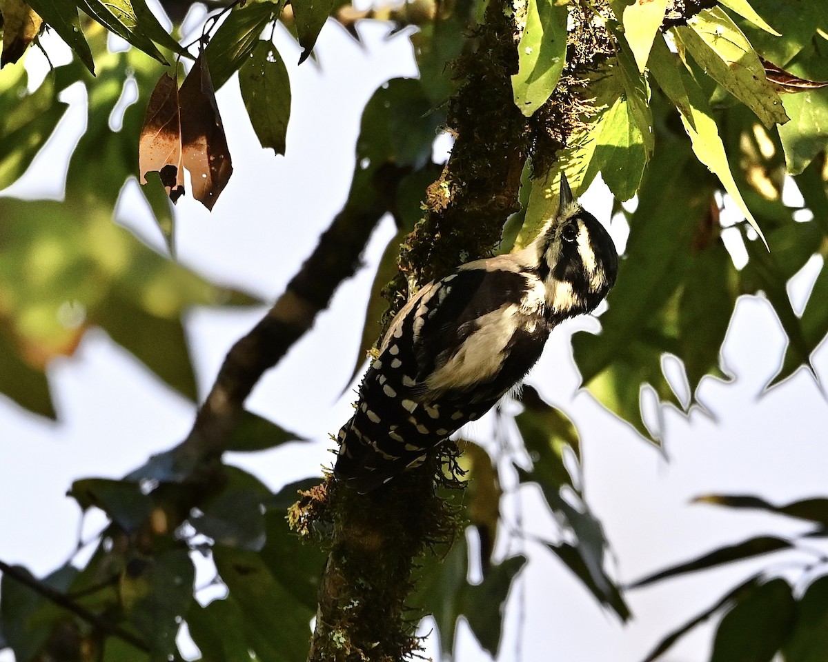Downy Woodpecker - ML641924044