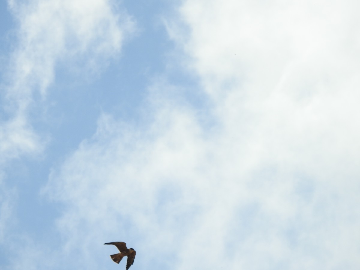 Red-footed Falcon - ML641924063