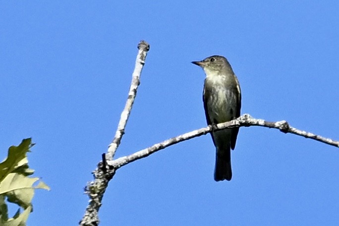 Eastern Wood-Pewee - ML641924083