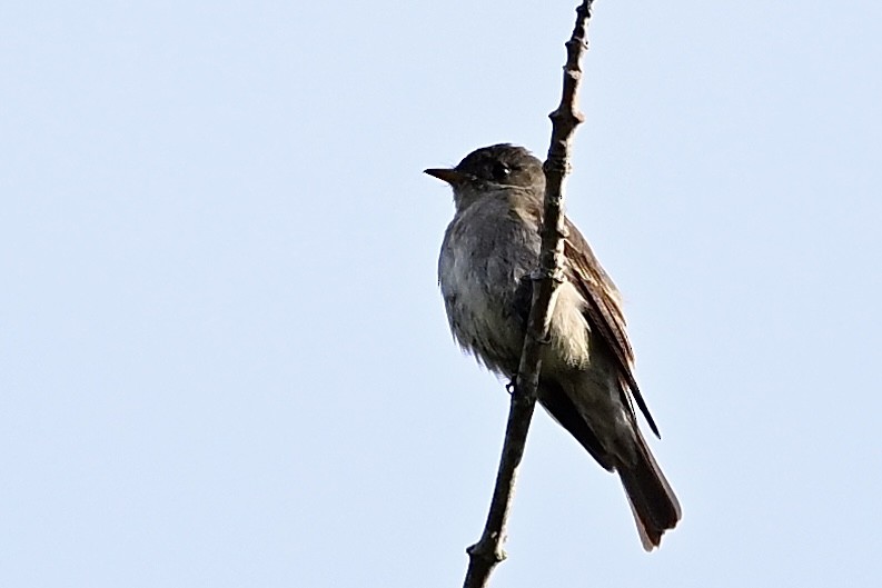 Eastern Wood-Pewee - ML641924084