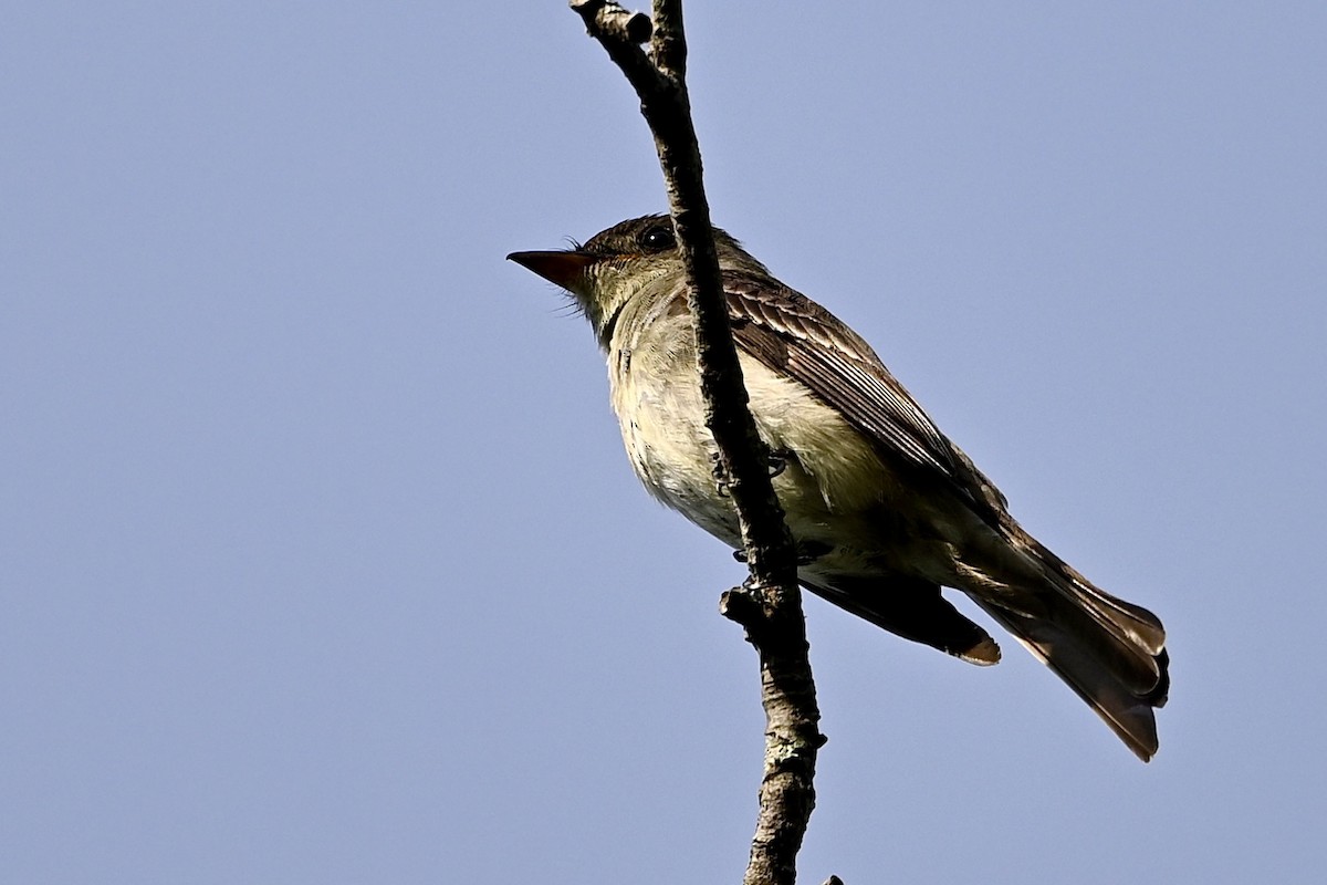 Eastern Wood-Pewee - ML641924085
