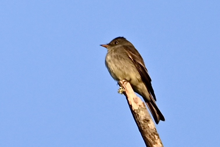 Eastern Wood-Pewee - ML641924086
