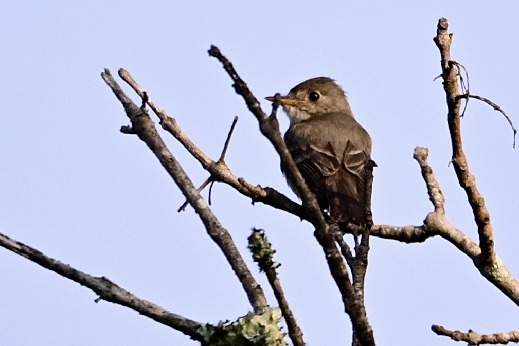 Eastern Wood-Pewee - ML641924087