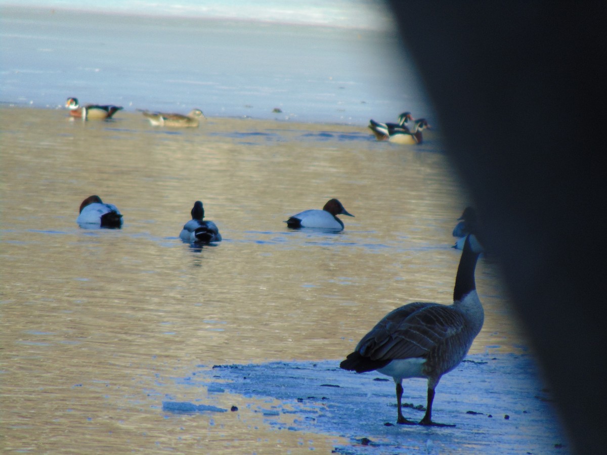Canvasback - ML641924109