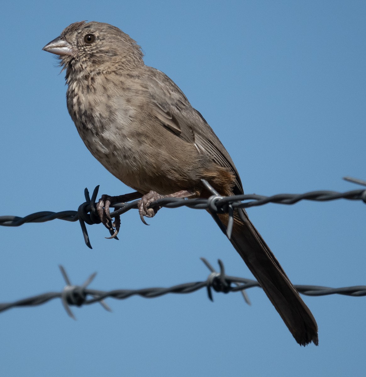 Canyon Towhee - ML641924116