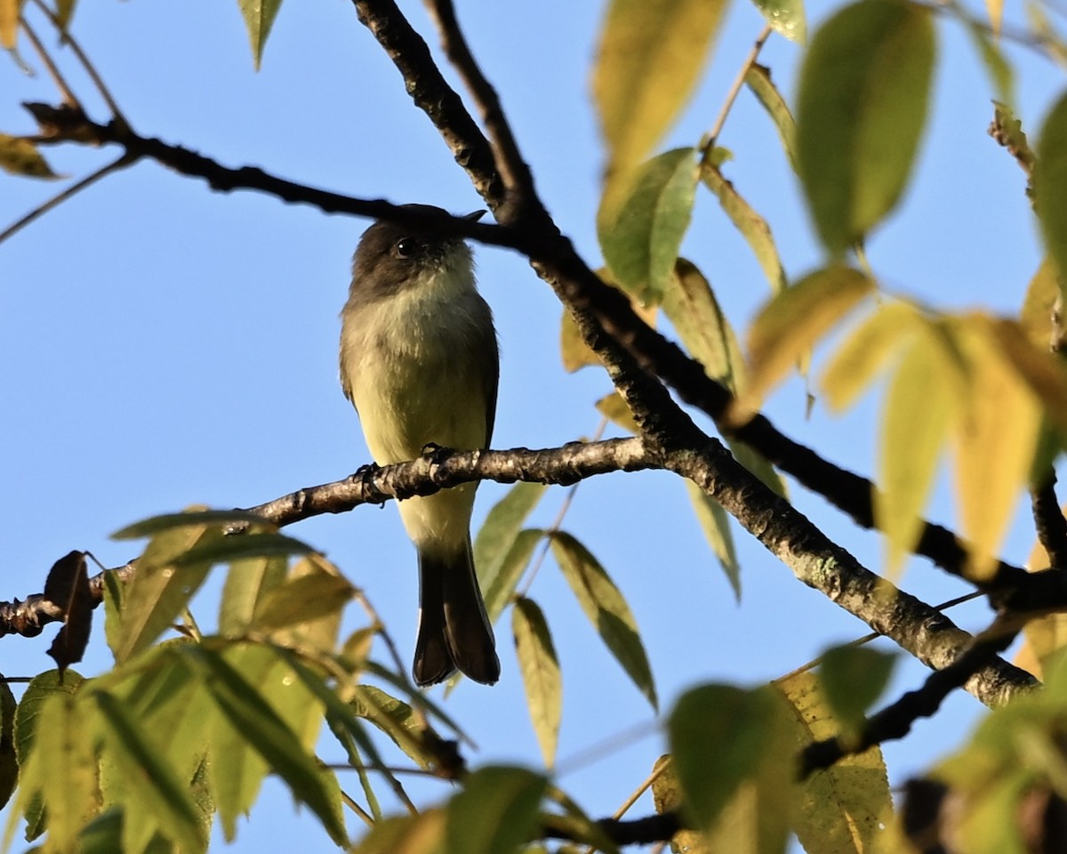 Eastern Phoebe - ML641924119