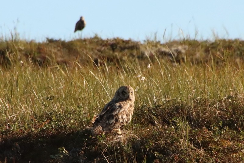 Short-eared Owl - ML641924122